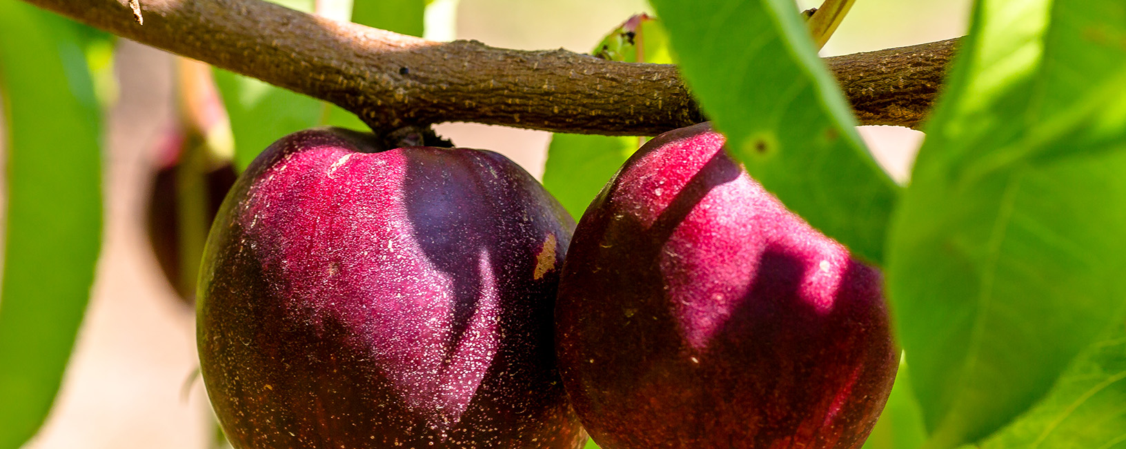 Nectavigne