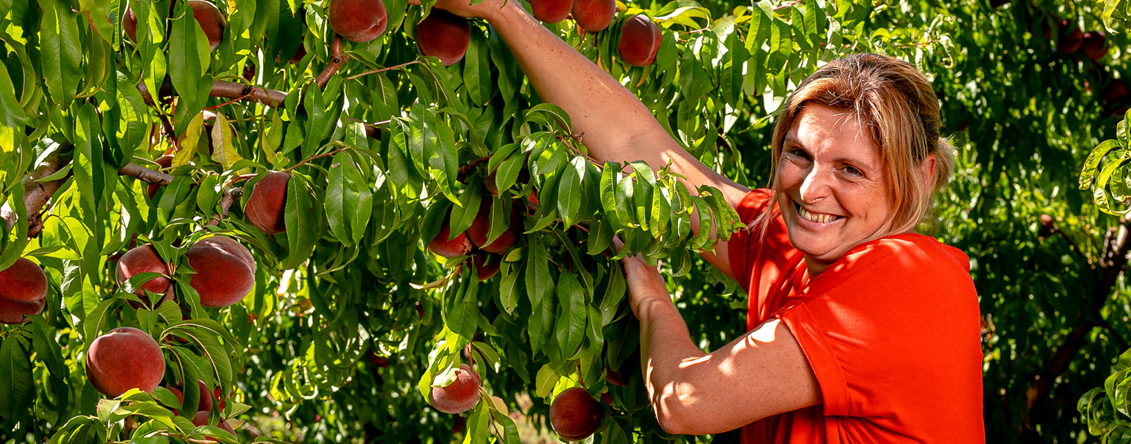 Producteurs Nectavigne