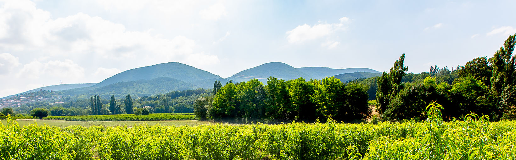 Nectavigne